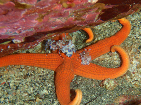 �ɓ������ʐ^�@�N���b�N�ő傫���Ȃ�܂�