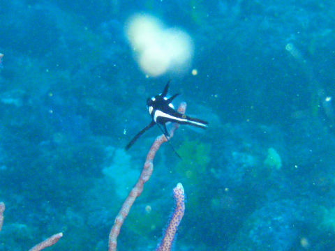 �ɓ������ʐ^�@�N���b�N�ő傫���Ȃ�܂�