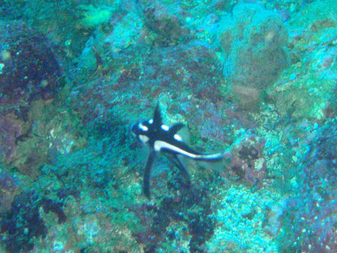 �ɓ������ʐ^�@�N���b�N�ő傫���Ȃ�܂�