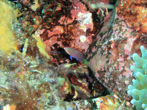 �ɓ������ʐ^�@�N���b�N�ő傫���Ȃ�܂�