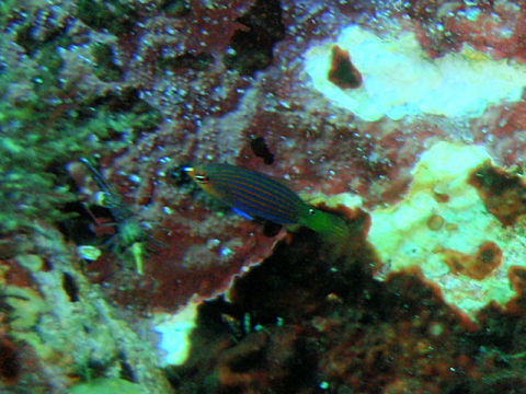 �ɓ������ʐ^�@�N���b�N�ő傫���Ȃ�܂�