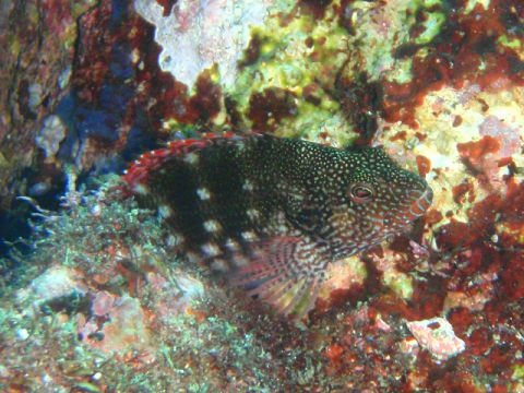 �ɓ������ʐ^�@�N���b�N�ő傫���Ȃ�܂�