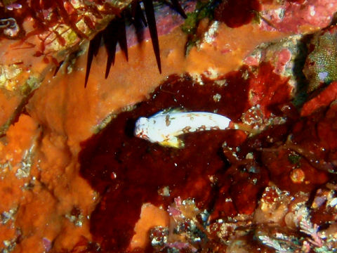 �ɓ������ʐ^�@�N���b�N�ő傫���Ȃ�܂�