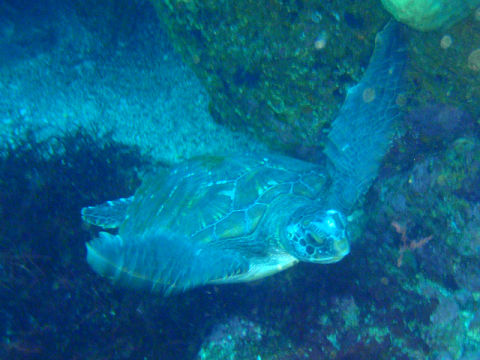 �ɓ������ʐ^�@�N���b�N�ő傫���Ȃ�܂�