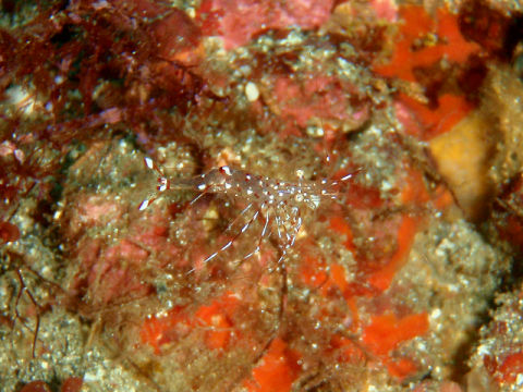 �ɓ������ʐ^�@�N���b�N�ő傫���Ȃ�܂�