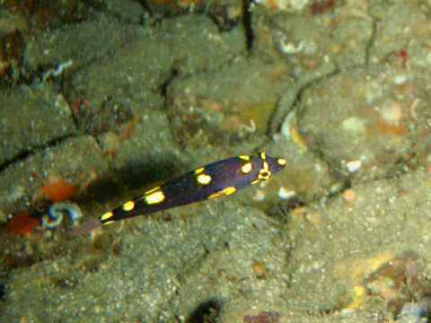 �ɓ������ʐ^�@�N���b�N�ő傫���Ȃ�܂�