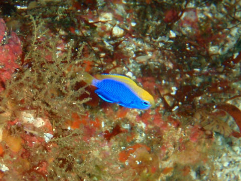 �ɓ������ʐ^�@�N���b�N�ő傫���Ȃ�܂�