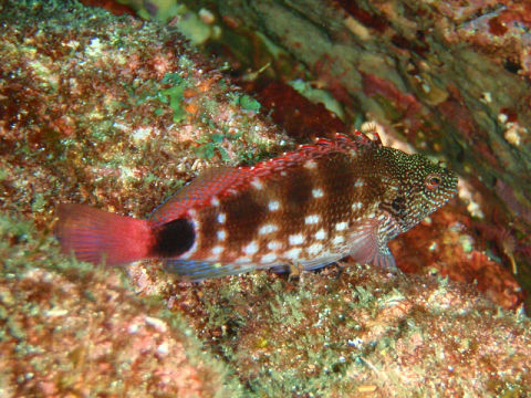 �ɓ������ʐ^�@�N���b�N�ő傫���Ȃ�܂�