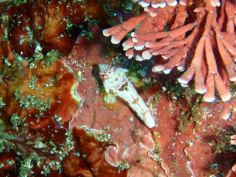 �ɓ������ʐ^�@�N���b�N�ő傫���Ȃ�܂�