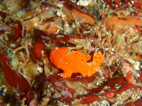 �ɓ������ʐ^�@�N���b�N�ő傫���Ȃ�܂�