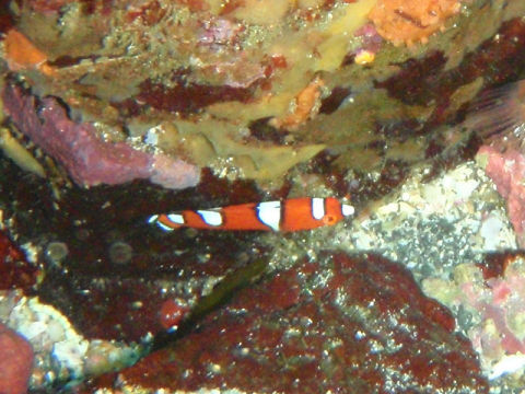 �ɓ������ʐ^�@�N���b�N�ő傫���Ȃ�܂�