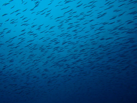 �ɓ������ʐ^�@�N���b�N�ő傫���Ȃ�܂�