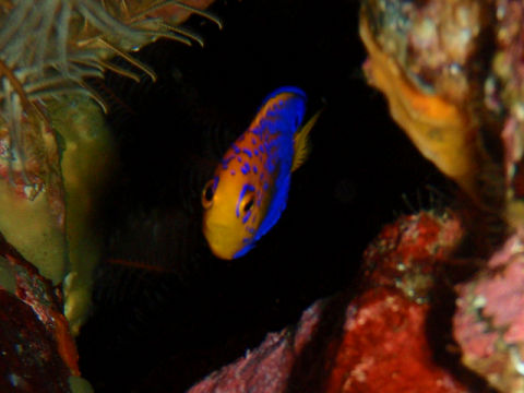 �ɓ������ʐ^�@�N���b�N�ő傫���Ȃ�܂�