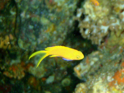 �ɓ������ʐ^�@�N���b�N�ő傫���Ȃ�܂�