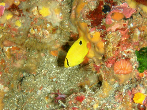 �ɓ������ʐ^�@�N���b�N�ő傫���Ȃ�܂�