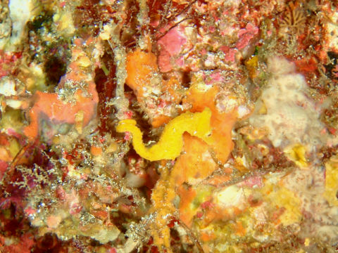 �ɓ������ʐ^�@�N���b�N�ő傫���Ȃ�܂�