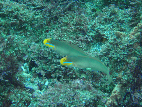 �ɓ������ʐ^�@�N���b�N�ő傫���Ȃ�܂�