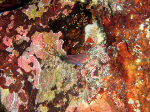 �ɓ������ʐ^�@�N���b�N�ő傫���Ȃ�܂�