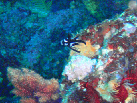 �ɓ������ʐ^�@�N���b�N�ő傫���Ȃ�܂�