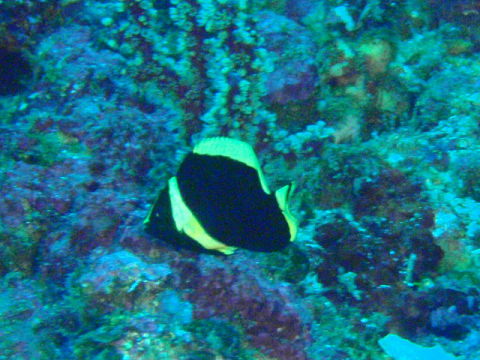 �ɓ������ʐ^�@�N���b�N�ő傫���Ȃ�܂�