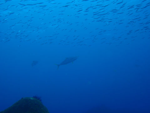 �ɓ������ʐ^�@�N���b�N�ő傫���Ȃ�܂�