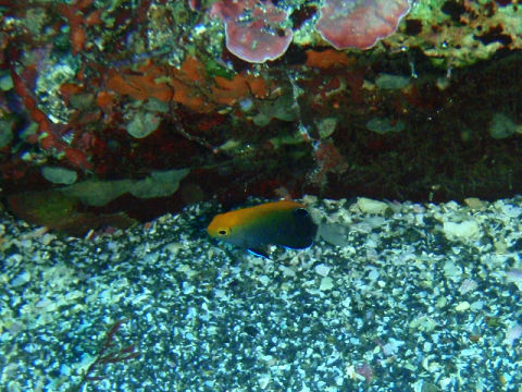 �ɓ������ʐ^�@�N���b�N�ő傫���Ȃ�܂�