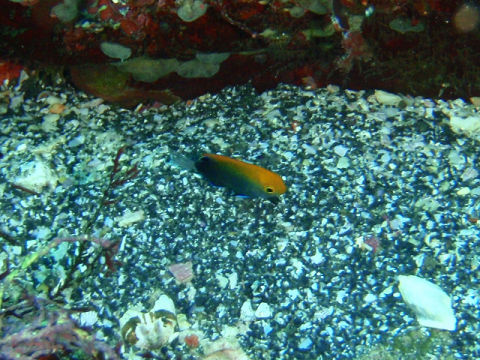 �ɓ������ʐ^�@�N���b�N�ő傫���Ȃ�܂�