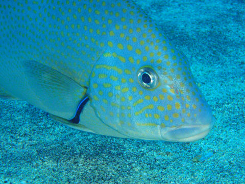 �ɓ������ʐ^�@�N���b�N�ő傫���Ȃ�܂�