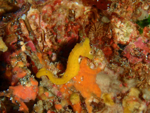 �ɓ������ʐ^�@�N���b�N�ő傫���Ȃ�܂�