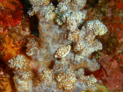 �ɓ������ʐ^�@�N���b�N�ő傫���Ȃ�܂�