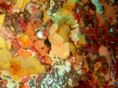 �ɓ������ʐ^�@�N���b�N�ő傫���Ȃ�܂�