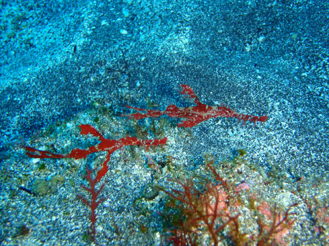 �ɓ������ʐ^�@�N���b�N�ő傫���Ȃ�܂�