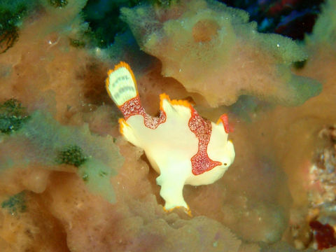 �ɓ������ʐ^�@�N���b�N�ő傫���Ȃ�܂�