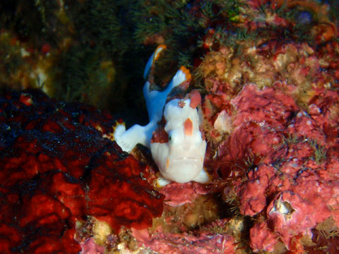 �ɓ������ʐ^�@�N���b�N�ő傫���Ȃ�܂�