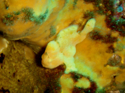 �ɓ������ʐ^�@�N���b�N�ő傫���Ȃ�܂�