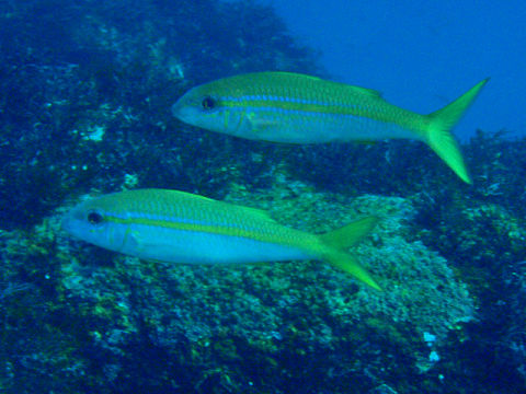 �ɓ������ʐ^�@�N���b�N�ő傫���Ȃ�܂�