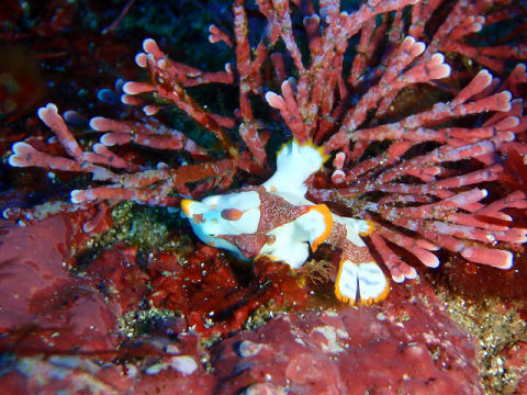 �ɓ������ʐ^�@�N���b�N�ő傫���Ȃ�܂�