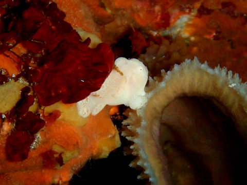 �ɓ������ʐ^�@�N���b�N�ő傫���Ȃ�܂�