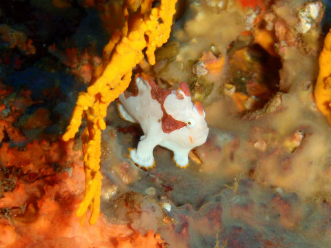 �ɓ������ʐ^�@�N���b�N�ő傫���Ȃ�܂�