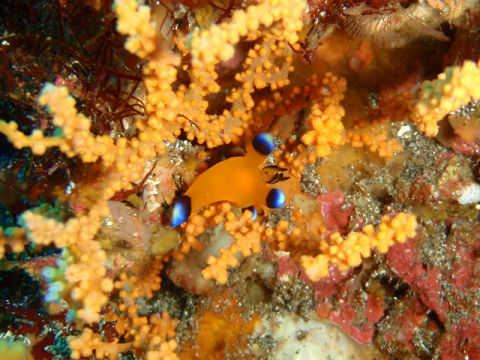 �ɓ������ʐ^�@�N���b�N�ő傫���Ȃ�܂�