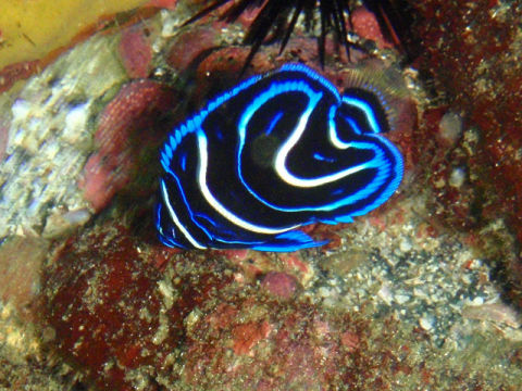 �ɓ������ʐ^�@�N���b�N�ő傫���Ȃ�܂�