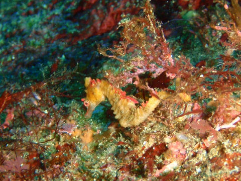 �ɓ������ʐ^�@�N���b�N�ő傫���Ȃ�܂�