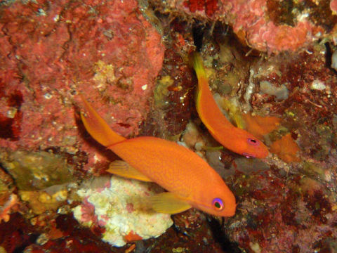 �ɓ������ʐ^�@�N���b�N�ő傫���Ȃ�܂�