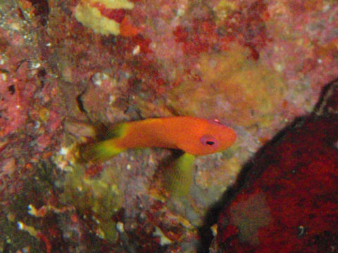 �ɓ������ʐ^�@�N���b�N�ő傫���Ȃ�܂�