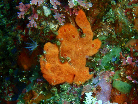 �ɓ������ʐ^�@�N���b�N�ő傫���Ȃ�܂�