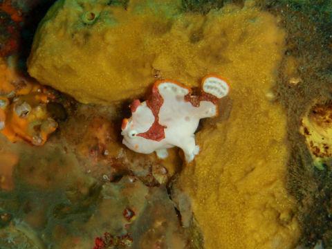 �ɓ������ʐ^�@�N���b�N�ő傫���Ȃ�܂�