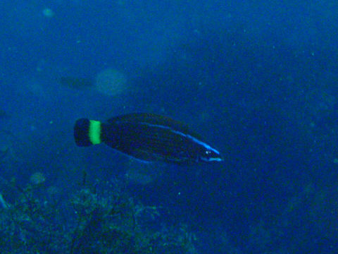 �ɓ������ʐ^�@�N���b�N�ő傫���Ȃ�܂�