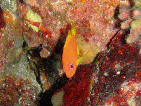 �ɓ������ʐ^�@�N���b�N�ő傫���Ȃ�܂�