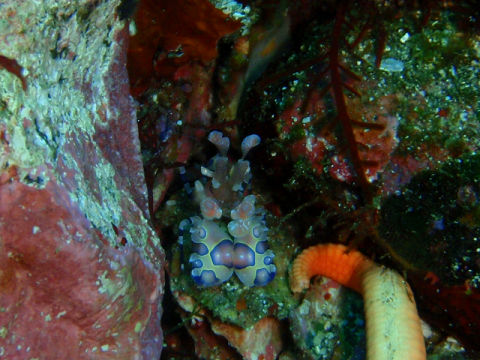 �ɓ������ʐ^�@�N���b�N�ő傫���Ȃ�܂�