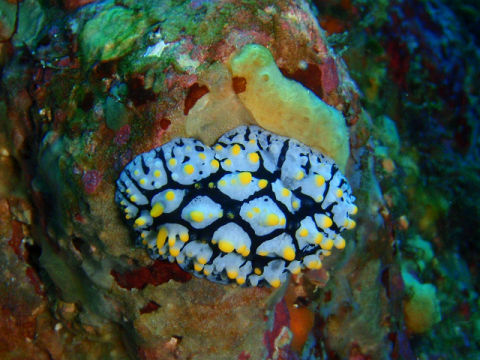 �ɓ������ʐ^�@�N���b�N�ő傫���Ȃ�܂�